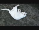 とある田舎の猫事情　～首輪付きの隠居生活４～