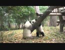 20141207 月亮産室 成就（チェンジュウ）は星語（シンユゥ）の台登りを邪魔する。