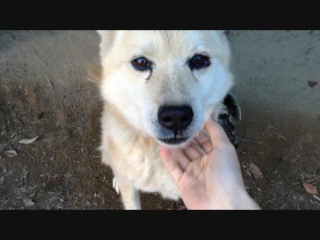 ωいじりが癖の実家の愛犬をモフるだけの動画
