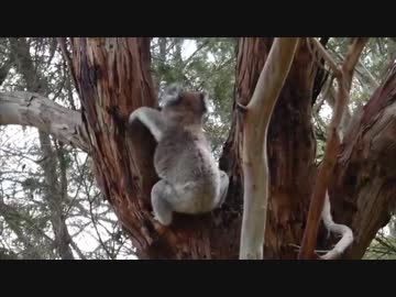 木から盛大に落下するコアラ