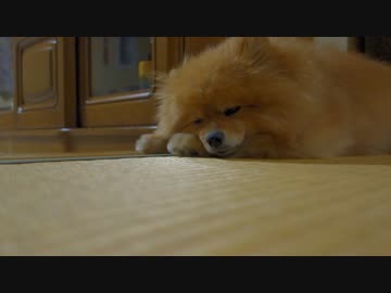 お休み中いきなり目を開くポメラニアン