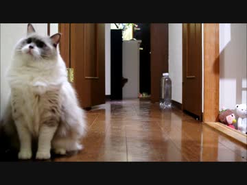 ネコはタヌキなのかキツネなのか