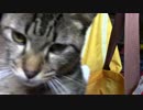 【生後241日】きょうの仔猫【蒼民家の猫々】