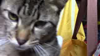 【生後241日】きょうの仔猫【蒼民家の猫々】