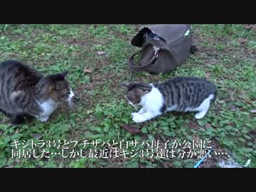 抗争中の猫一家、まさかの停戦で猫時空を完成させる