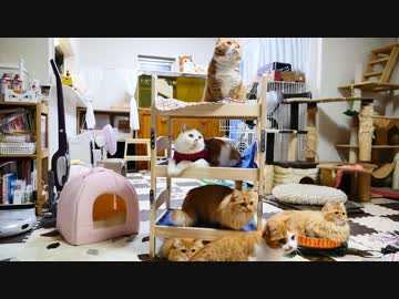 【マンチカンズ】猫専用の３段ベッド