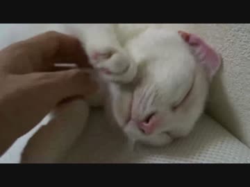 【宇宙猫】【完全版】保護猫、ひたすらにモフられる