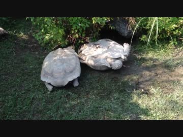 【感動】亀が亀を救う【愛】