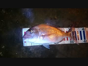 マダイのボイルを追いかけて