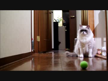 うちの猫が謎の必殺技を完成させたのだが・・・