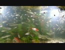 アクアリウム動画←×生簀動画　BGMは瑠璃子UP主アレンジ
