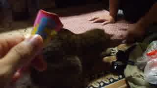 ☆必見！大爆笑の猫動画♪　（ねこ、ネコ、ちょっかい）