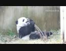 20141215 AM0945 月亮産室 珍多（ジェンドゥ）は引っ張った枝に叩かれた。