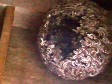 2/4 分断する瞬間は必見！特大の蜂の巣に乱射してみた！