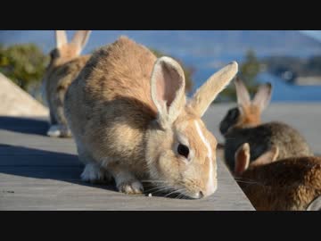 【独りで】うさぎ島一人旅【行ってきた】