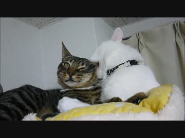 きつきつベッドの猫達