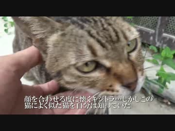 人懐こいメスキジトラ猫、幸せをつかむ