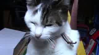 【生後243日】きょうの仔猫【蒼民家の猫々】