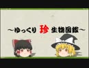 ～ゆっくり　珍　生物図鑑～　第24回　イベリアトゲイモリ