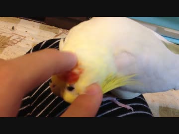 かきかきして欲しいオカメインコ