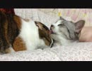 脚の間でいちゃつくぬこ