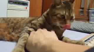 触っていると猫が指をなめてきた　part2　（ねこ、ネコ、ペット、動画）