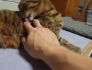 触っていると猫が指をなめてきた　part3（ねこ、ネコ、ペット、動画）