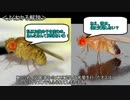 ゆっくり動物雑学「ふられたオスのハエは…」