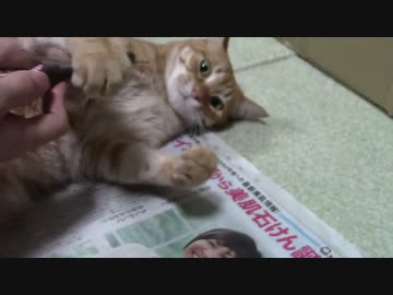 拾いねこ＠生後899/866日目part2　ブラッシングあこにょん