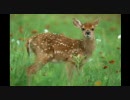 HDV 720p.mp4 16:9