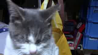 【生後244日】きょうの仔猫【蒼民家の猫々】