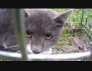 ネコがワナにかかったよ　発砲あり　新米猟師ハンターライフ【箱ワナ】