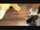 ラグドール：BANANA