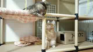 【拾い猫】キャットタワーで遊ぶよ！1/2