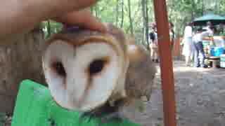 かわいいフクロウを触ってみた♪（ペット、インコ、犬、猫、動物、鳥）