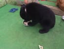 ツキノワグマの子供に触ってみた（ペット、犬、猫、動物、熊、ヒグマ）