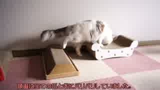 【#298】 爪とぎなプレゼント　【猫万歳】