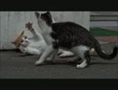野良ネコさんのプロレスごっこ