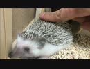 【ハリネズミ】針を撫でる【35日目】