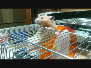 ハム「オラララララッシャァアアアイッ!! (ﾟДﾟ)」