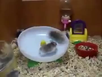 珍しいタイプの回し車にハシャぎすぎるハムスター
