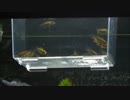 【水槽82】農業ソイルの比較実験③ 生体導入(Agri. soil coparison. shrimp & fish)