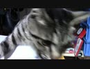【生後245日】きょうの仔猫【蒼民家の猫々】