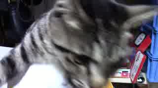 【生後245日】きょうの仔猫【蒼民家の猫々】
