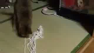 注目 猫のロケットダッシュ！（かわいい、ねこ、ネコ、ペット動物）