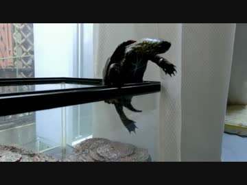 クサガメの行方