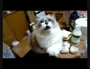 【レオ★ララ】 甘えん坊構ってニャーな猫