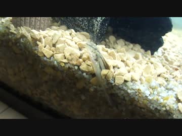 【ゆっくり】初心者が日淡水槽を立ち上げる その2