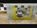 【ハリネズミ】新しい砂場【36日目】