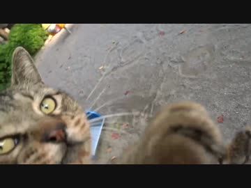 【公園猫戦争】暴虐の猫、条約破りを続けて血の制裁を食らう